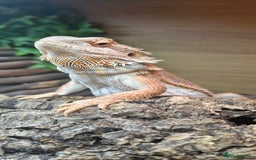 Bearded Dragon reptiles for sale: Bearded dragon - Advert 1
