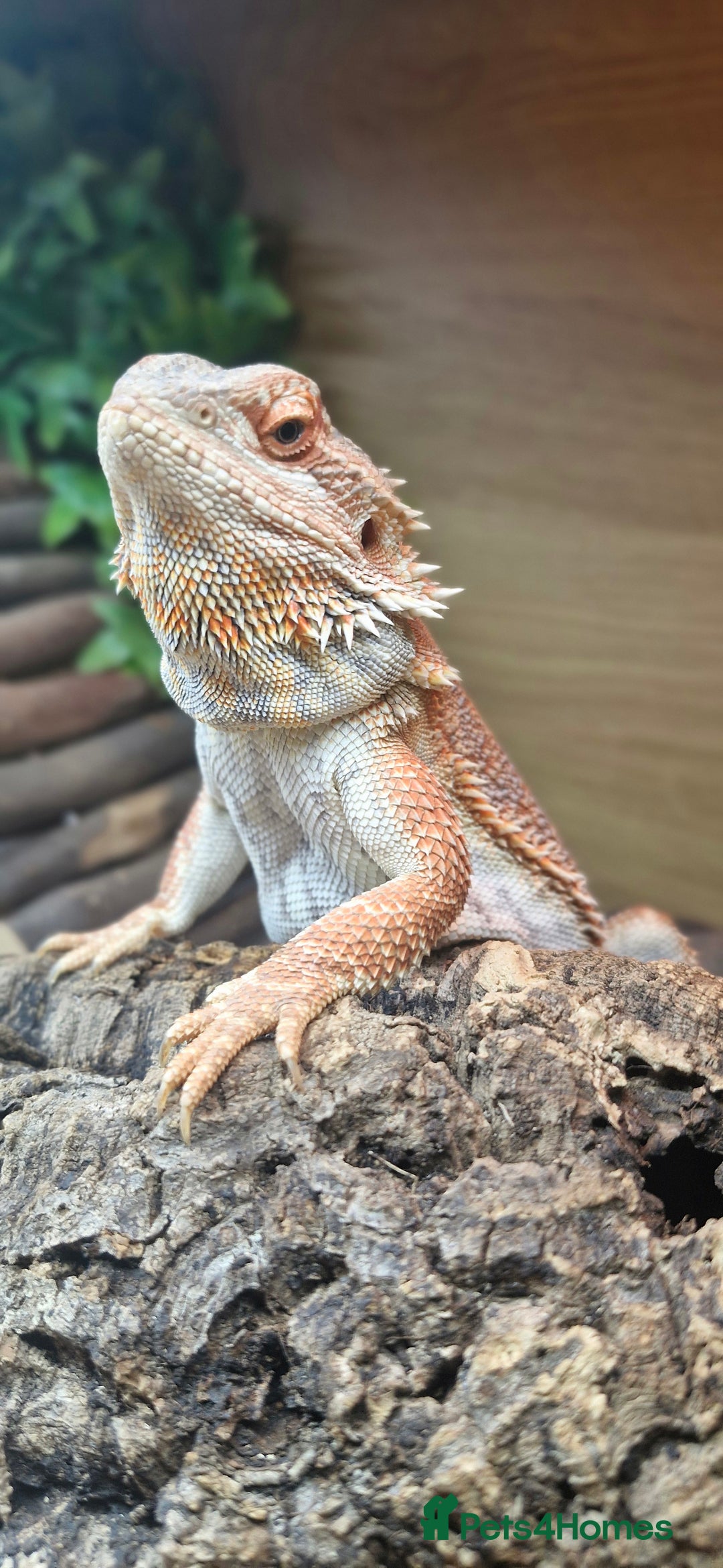 Bearded Dragon reptiles for sale: Bearded dragon - Advert 1