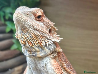 Bearded Dragon reptiles for sale: Bearded dragon - Advert 1