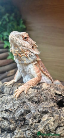Bearded Dragon reptiles Bearded dragon - Advert 1