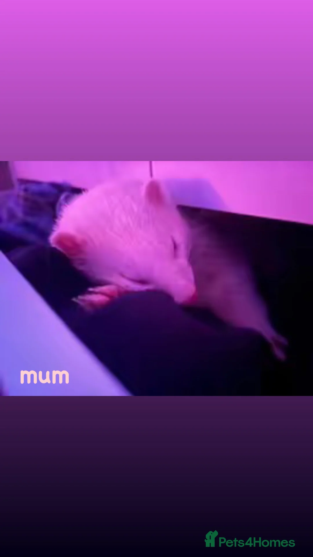 Ferret rodents for sale: semi-angora kits ready July 2026 - Advert 2