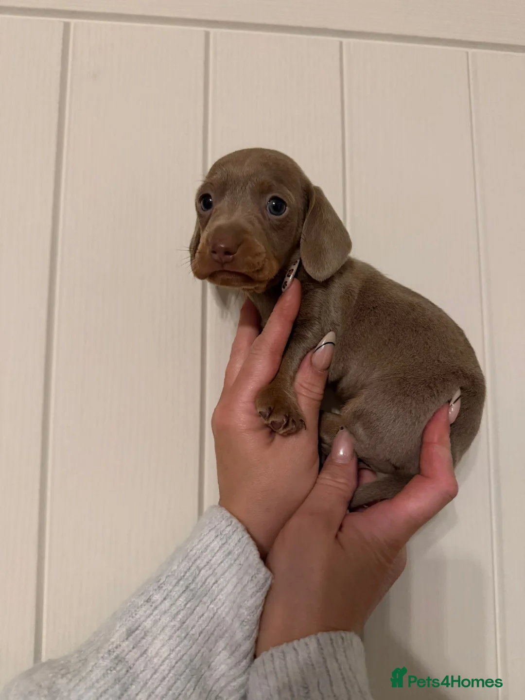Miniature Dachshund dogs for sale: Miniature dachshund puppies  - Advert 2