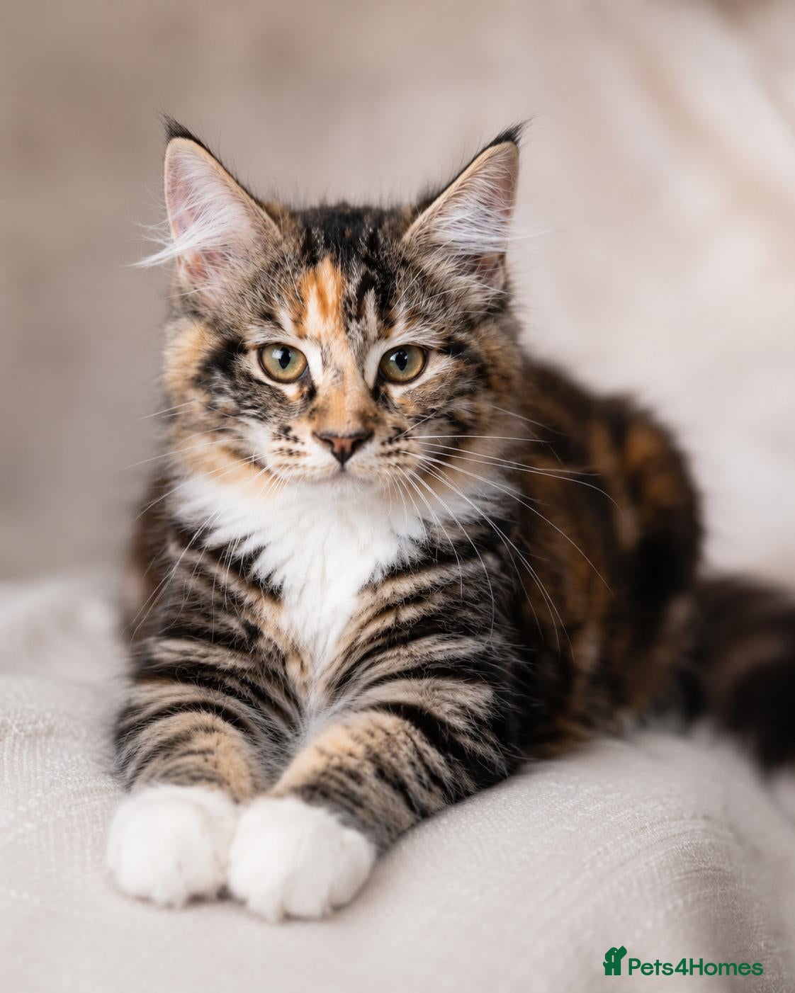 Maine Coon cats for sale: Stunning Maine Coon kittens ready for a new home. - Advert 3