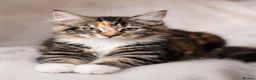 Maine Coon cats for sale: Stunning Maine Coon kittens ready for a new home. - Advert 1