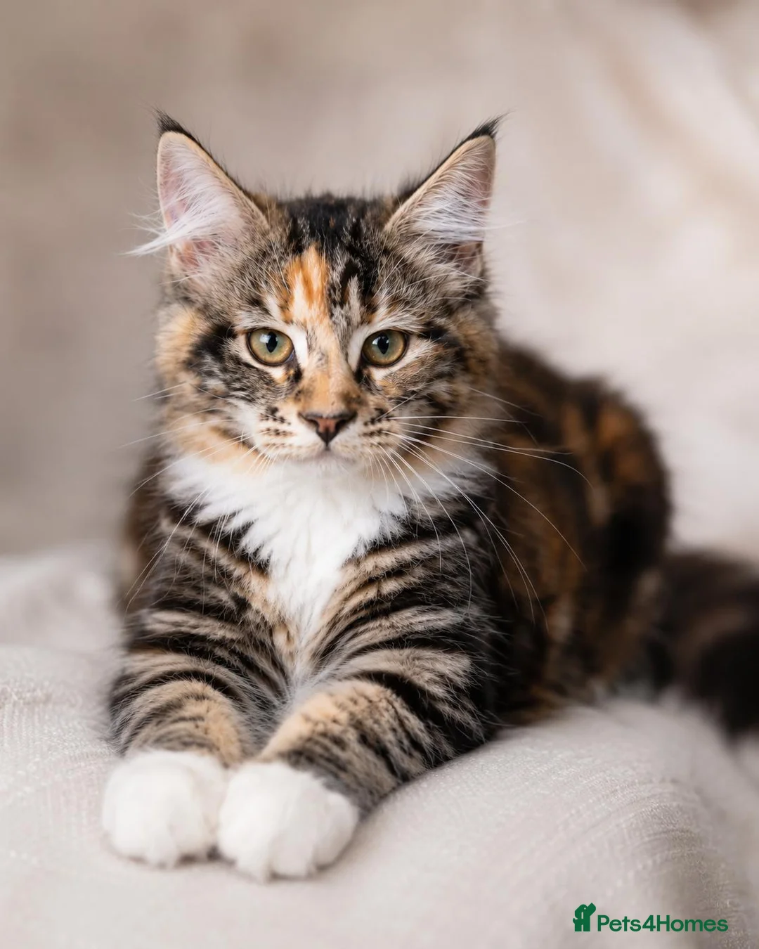 Maine Coon cats for sale: Stunning Maine Coon kittens ready for a new home. - Advert 1