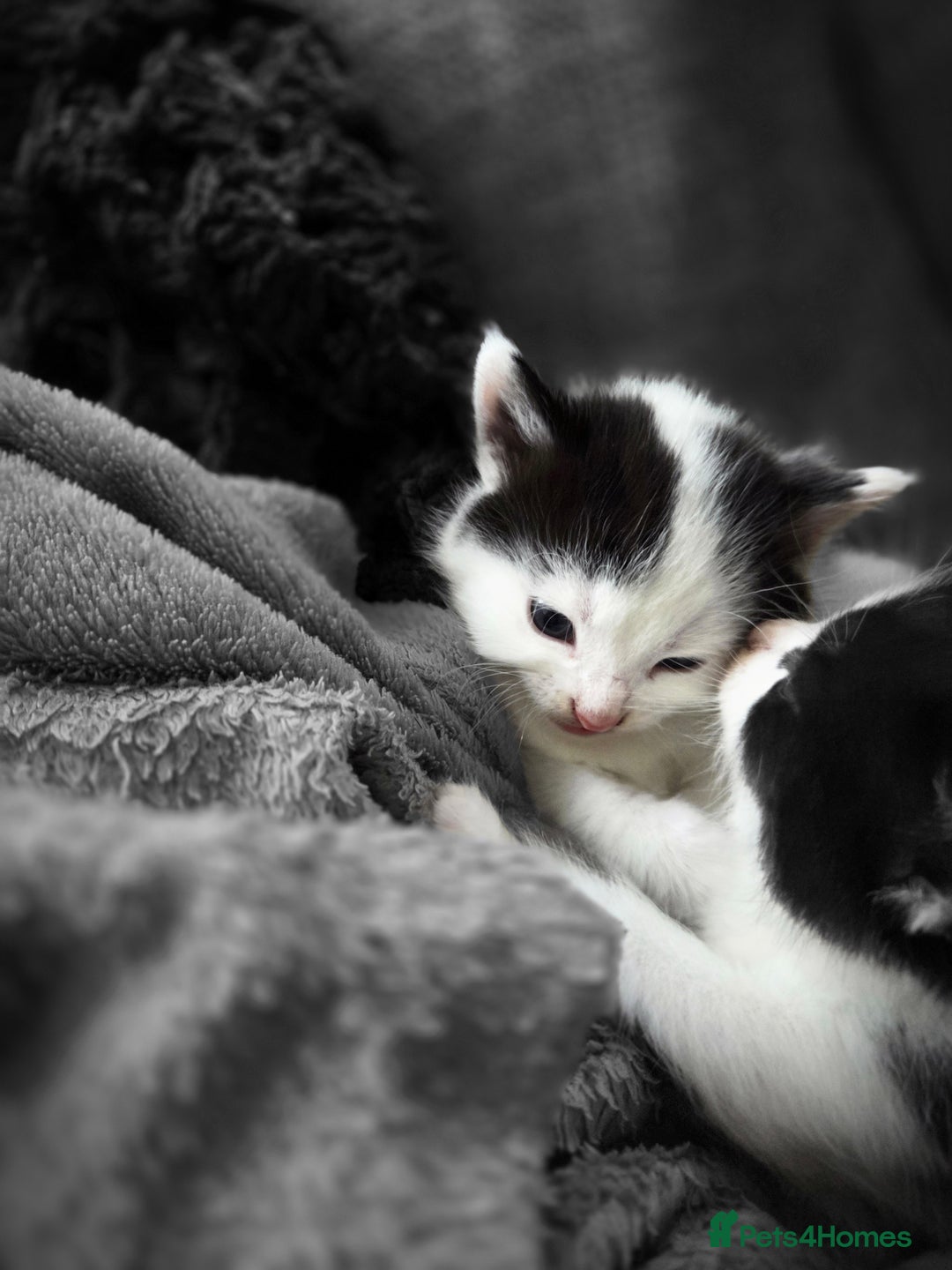 Mixed Breed cats for sale: 5 Fabulous kittens - Advert 11