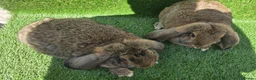 French Lop rabbits for sale: French lops 1 buck 2 does - Advert 2