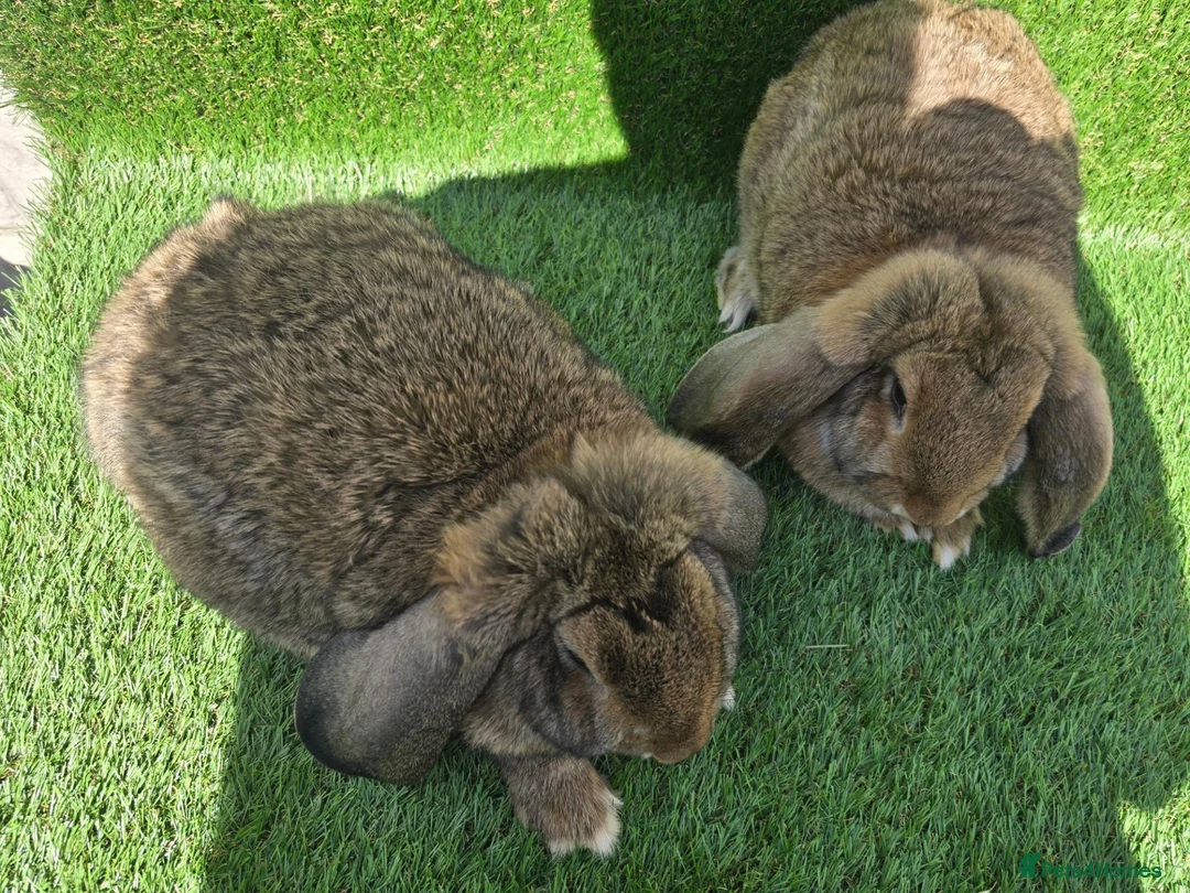 French Lop rabbits for sale: French lops 1 buck 2 does - Advert 2