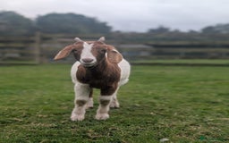 Goats livestock for sale: Boer Kids - Image 13
