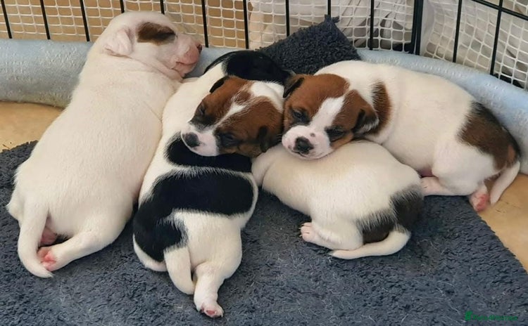 Jack Russell dogs - Advert 7
