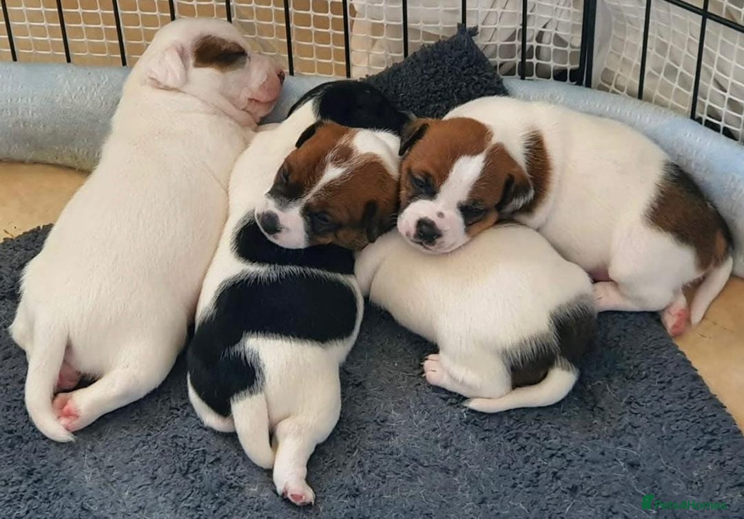 Jack Russell dogs for sale: Miniature Jack Russell puppies  - Image 1