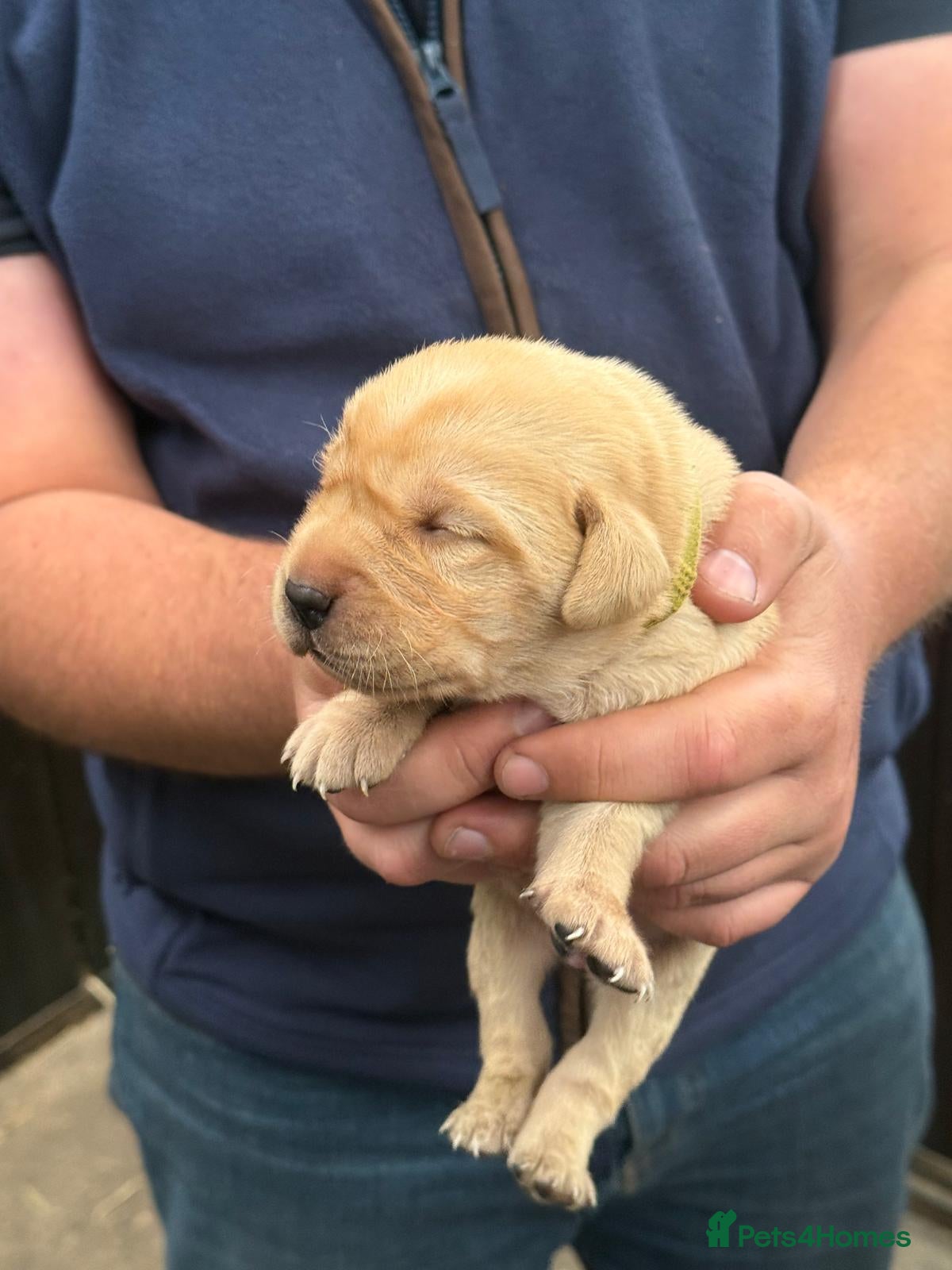 Labrador Retriever dogs Red & Yellow Labrador Puppies - Advert 2