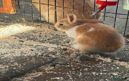 French Lop rabbits for sale: 3 Bunnies - Image 6