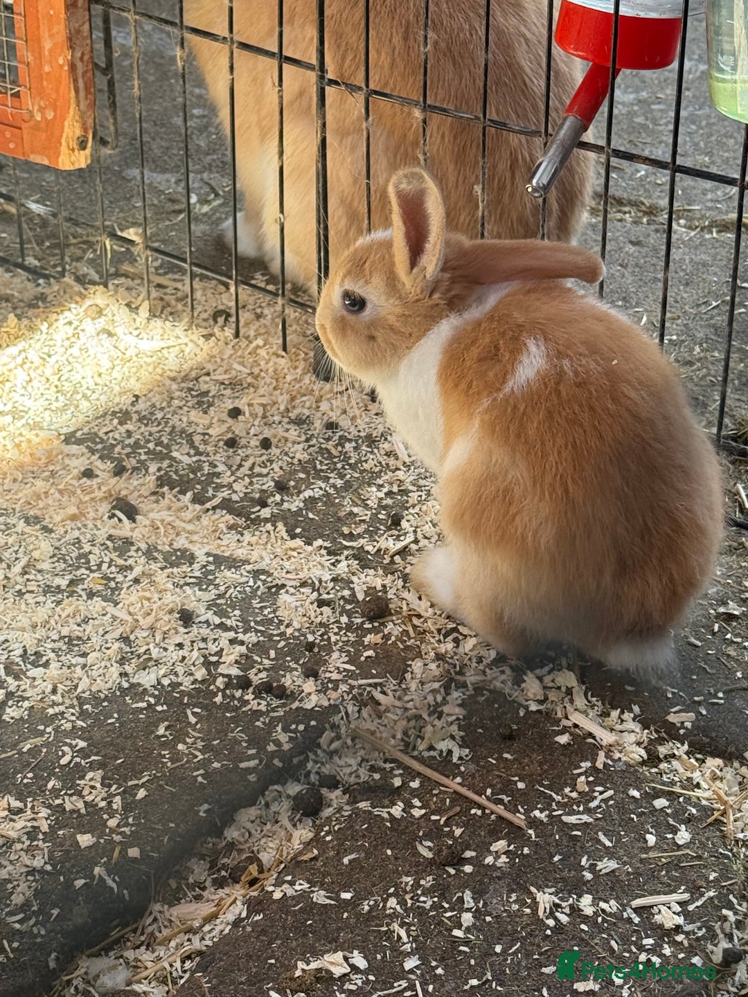 French Lop rabbits for sale: 3 Bunnies - Image 6