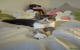 Exotic cats for sale: bella!! friendly grey and white exotic shorthair - Image 5