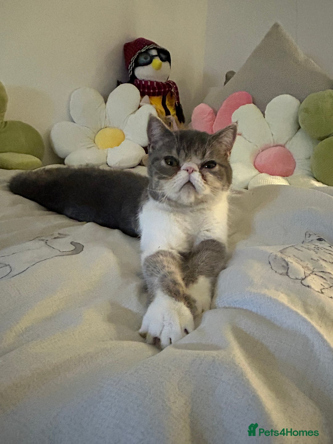 Exotic cats for sale: bella!! friendly grey and white exotic shorthair - Image 5