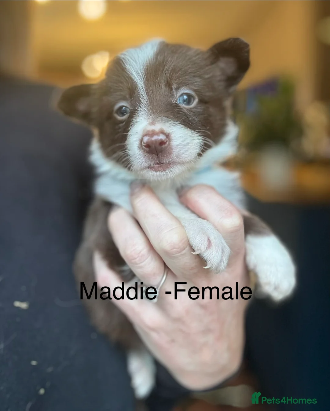 Border Collie dogs for sale: Pure Bred Border Collie Puppies For Sale - Advert 11