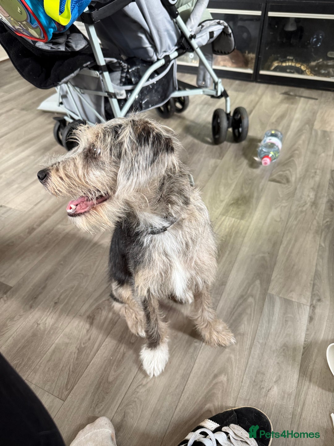 Jackapoo dogs for sale: 6 month old jackapoo - Image 2