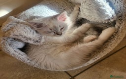 Ragdoll cats for sale:  ragdoll - Image 2