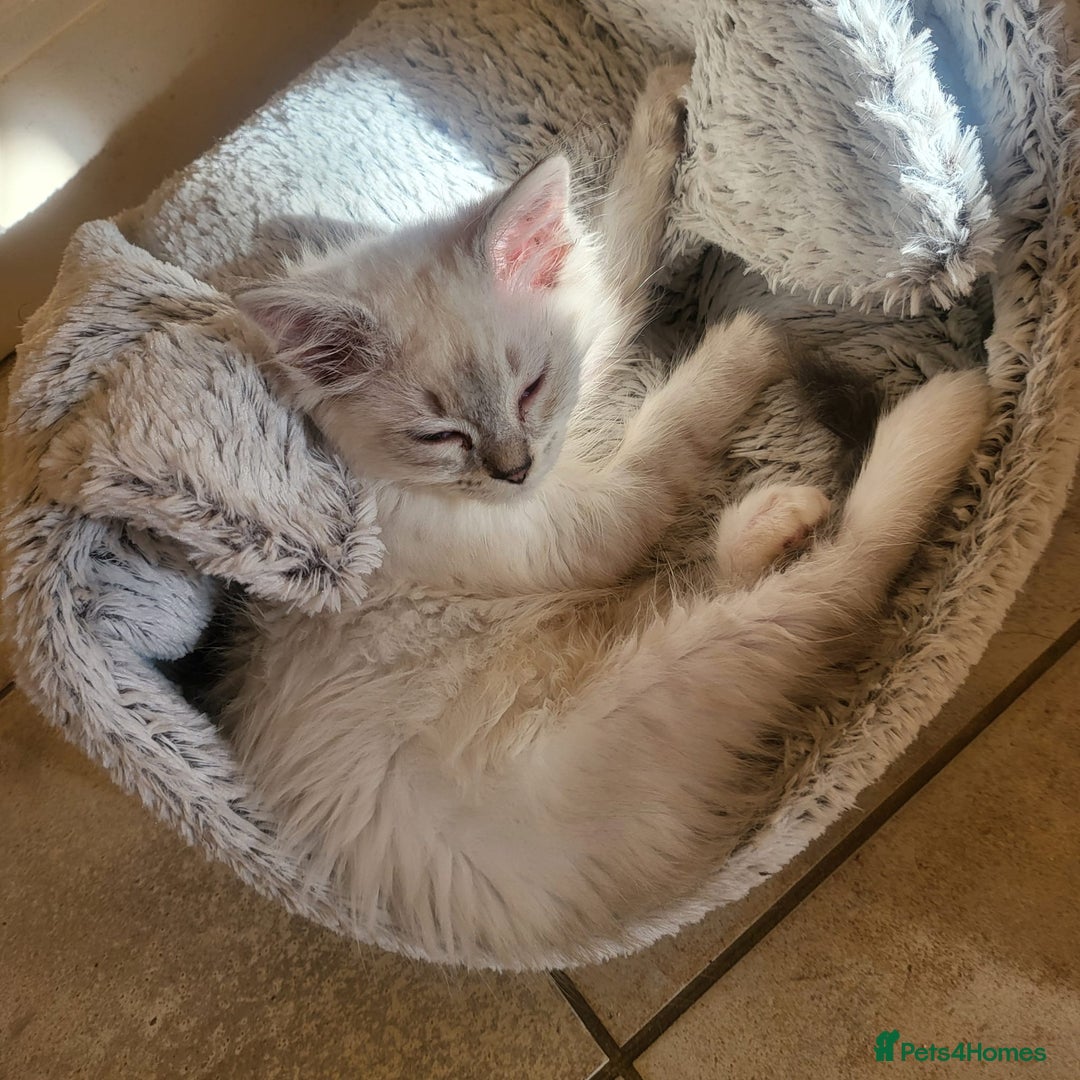 Ragdoll cats for sale:  ragdoll - Image 2