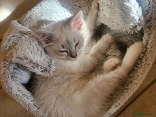 Ragdoll cats - Advert 28