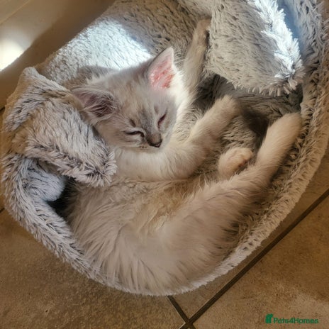 Ragdoll cats - Advert 13