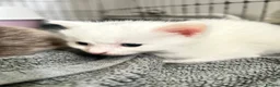 Mixed Breed cats for sale: Angora mix kittens  in London - Advert 4