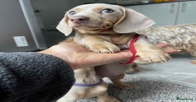 Dachshund dogs - Advert 2
