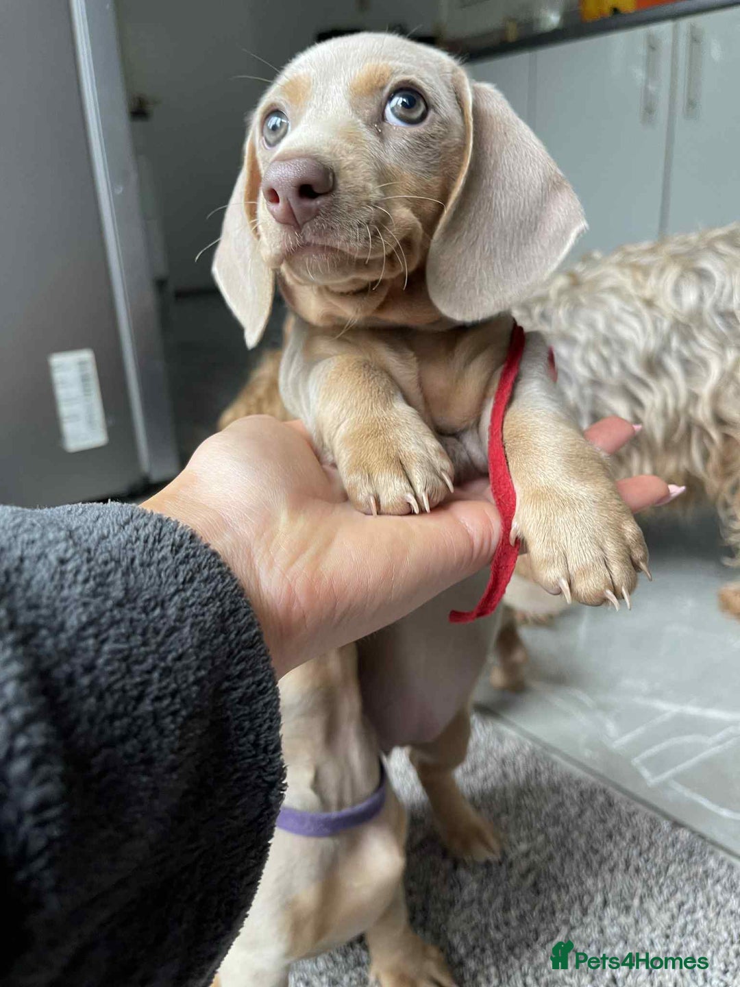 Dachshund dogs for sale: Miniature Isabella Tan Smooth Coat Dachshunds - Image 3
