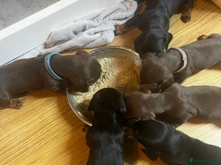 Dachshund dogs Exceptional Litter Puppies Boys & Girls Available - Advert 18