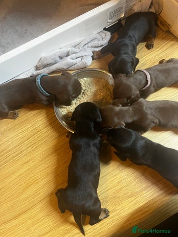 Dachshund dogs Exceptional Litter Puppies Boys & Girls Available - Advert 12