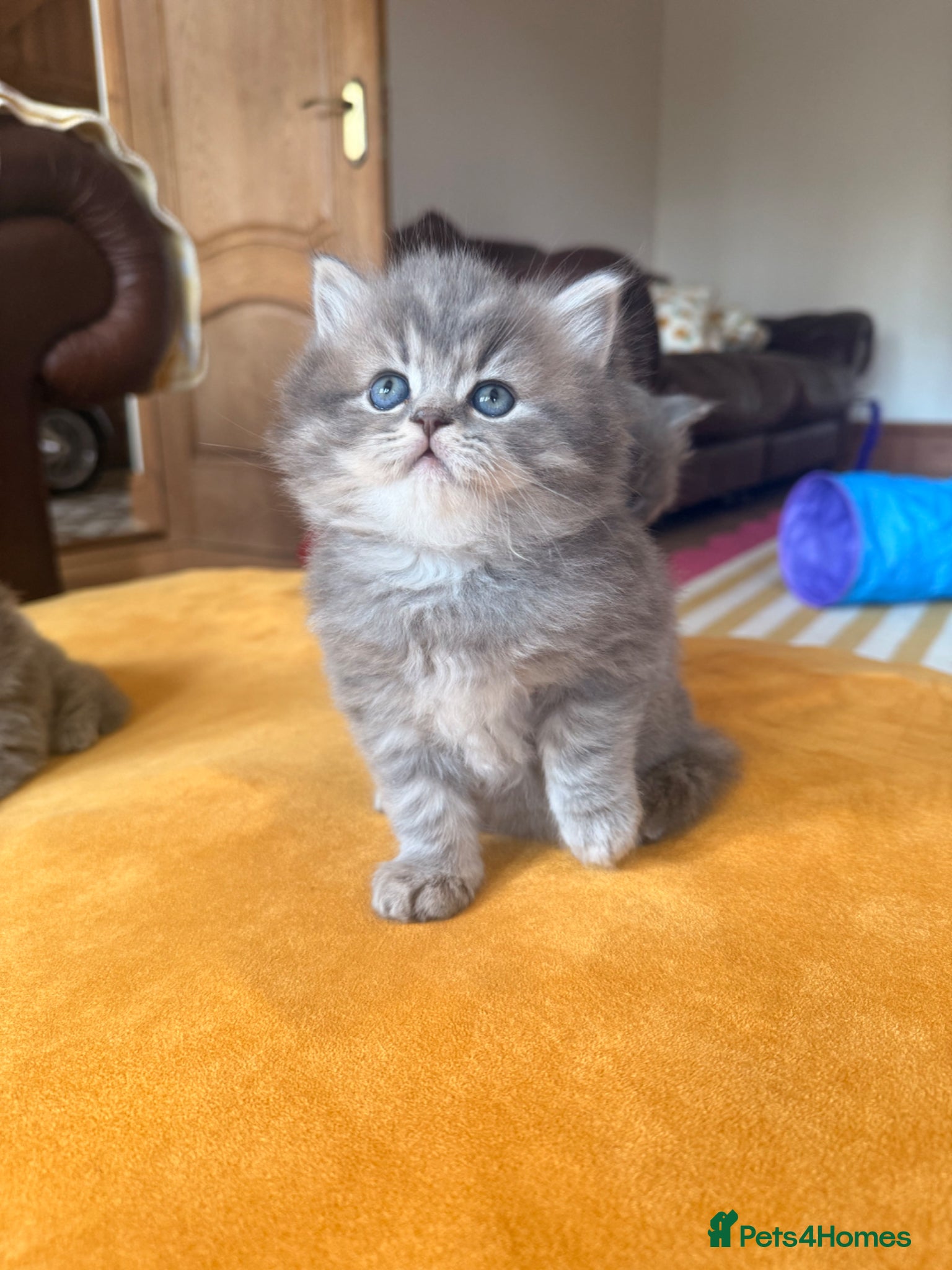 British Longhair cats Stunning British Longhair Kittens  - Advert 5