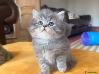 British Longhair cats Stunning British Longhair Kittens - Advert 3