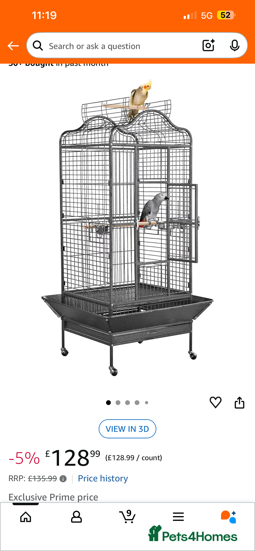 Parakeets birds for sale: Alexandrine parrot Ring neck  - Advert 6