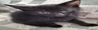 Domestic Shorthair 5