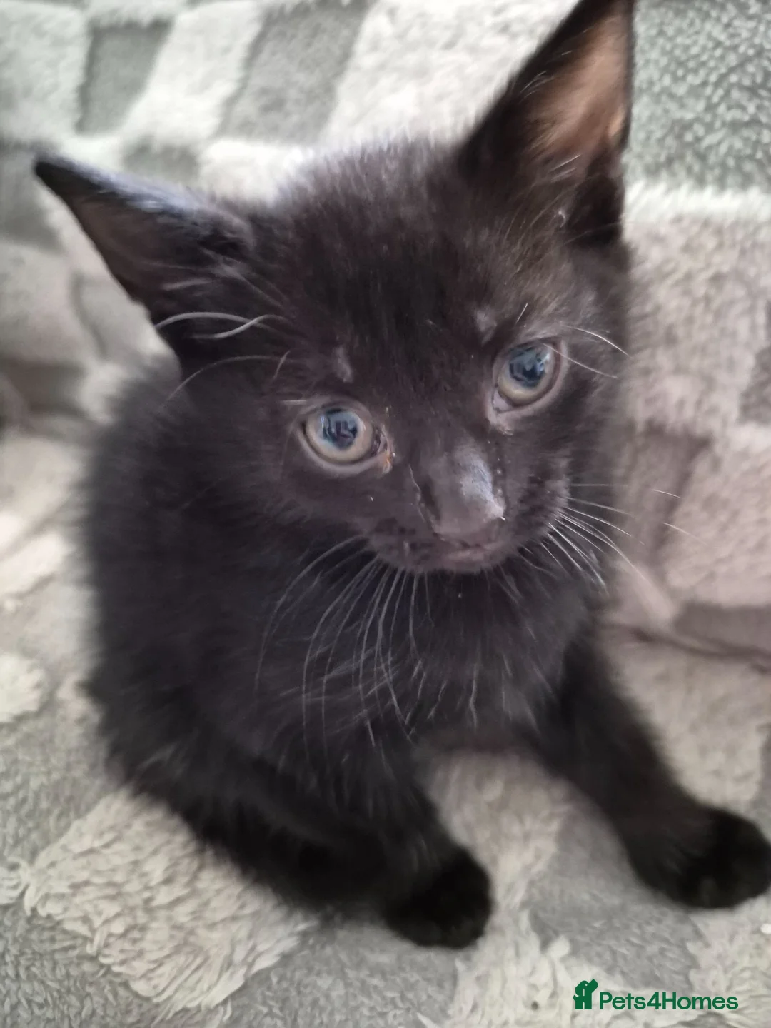 Domestic Shorthair cats for sale: Beautiful black and tabby babies  - Advert 30