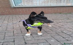 Mixed Breed dogs for sale: Mixed breed male puppy - Image 7