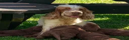 Cocker Spaniel dogs for sale: Stunning cocker spaniel puppies  - Advert 3