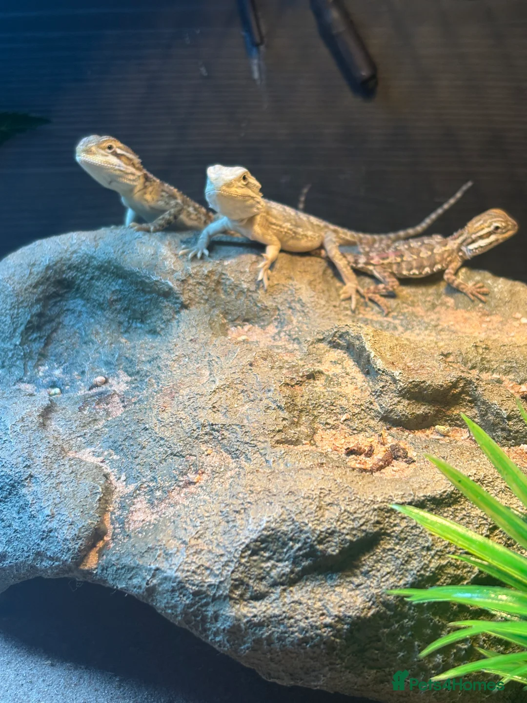 Bearded Dragon reptiles for sale: 3 baby rankins female - Advert 2