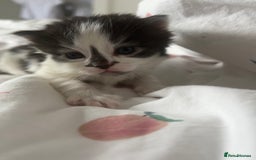 Mixed Breed cats for sale: 4 beautiful kittens  - Image 7