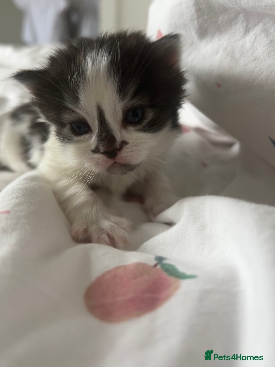Mixed Breed cats for sale: 4 beautiful kittens  - Image 7