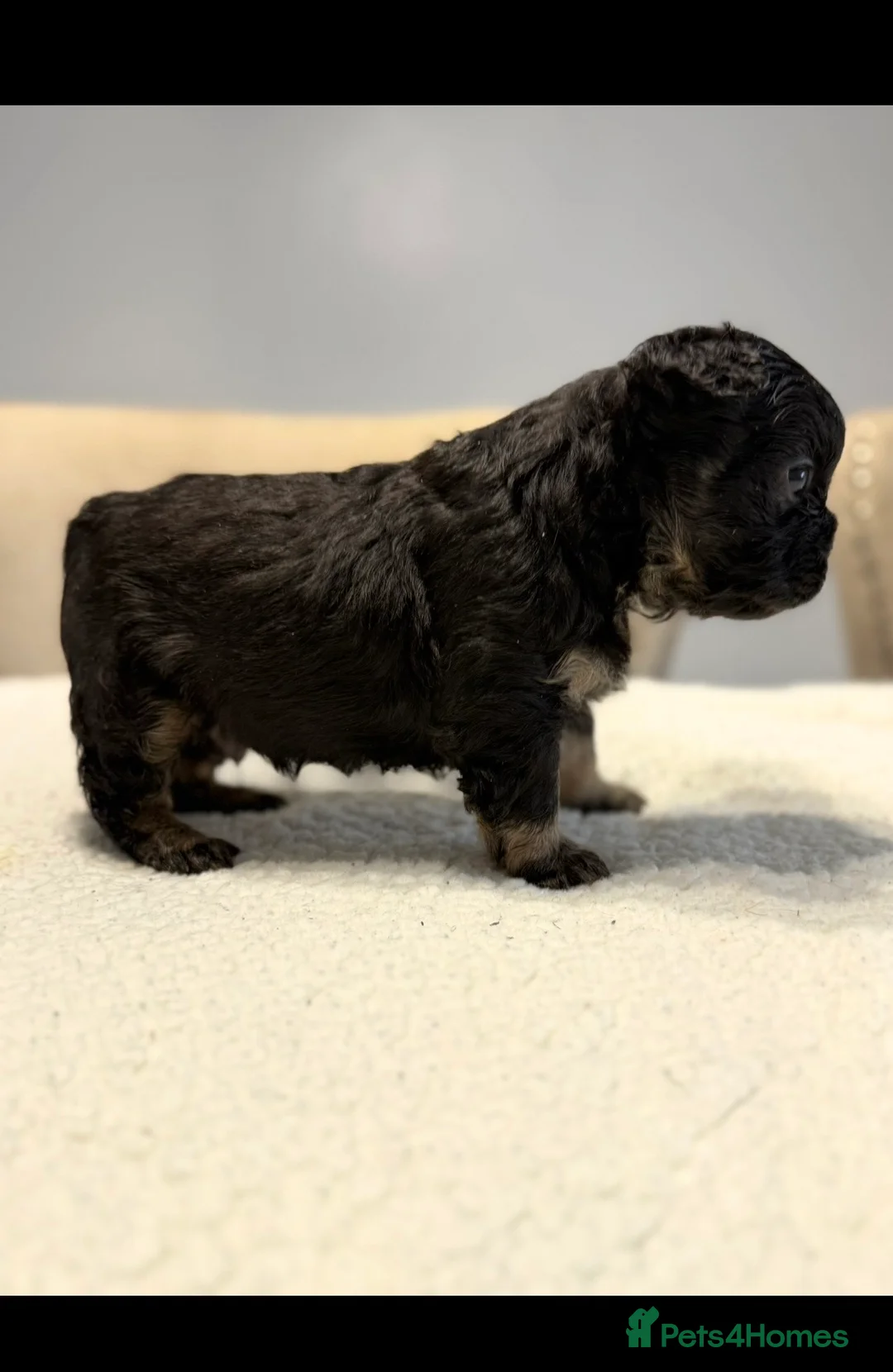 French Bulldog dogs for sale: Full fluffy French bulldogs  - Advert 3