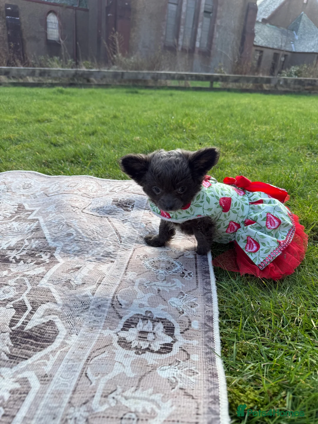 Chihuahua dogs for sale: Beautiful chihuahua puppy  - Advert 2