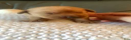 Labrador Retriever dogs for sale: WORKING KC REG FOX RED LABRADOR PUPPIES FOR SALE  - Advert 8
