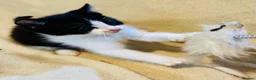 Mixed Breed cats for sale: 2 adorable tuxedo kittens left  - Advert 5