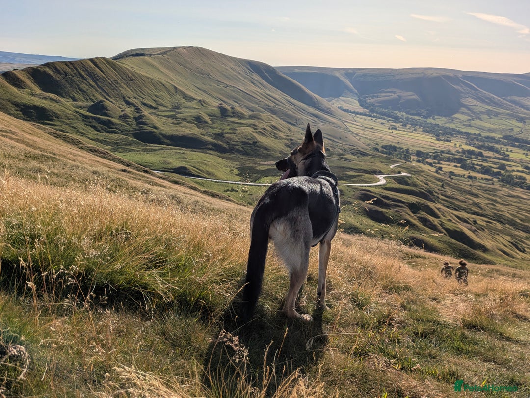 German Shepherd dogs for sale: Female German shepherd  - Advert 6