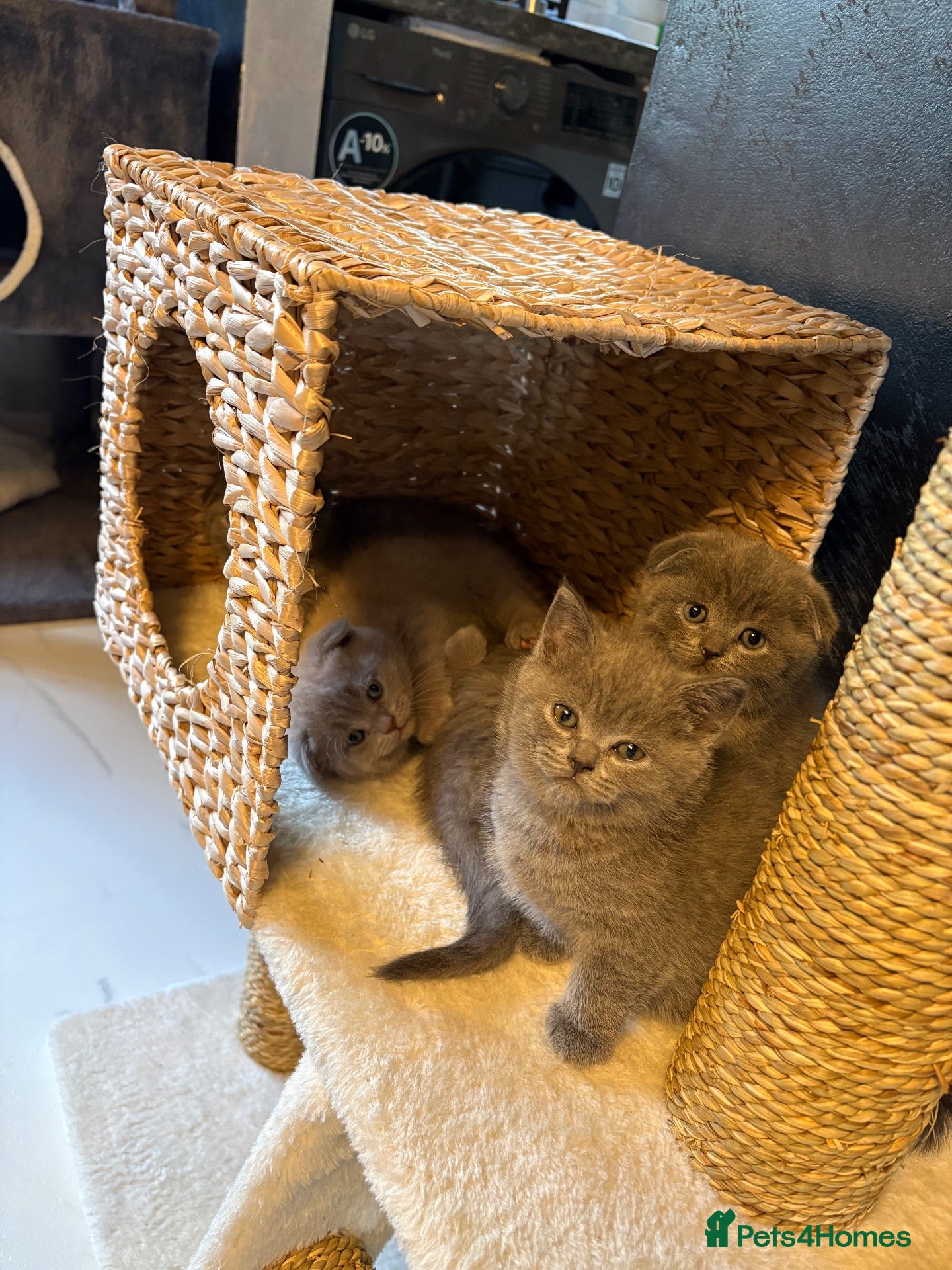 Scottish Fold cats 7 Beautifully Scottish Fold/Straight kittens - Advert 2