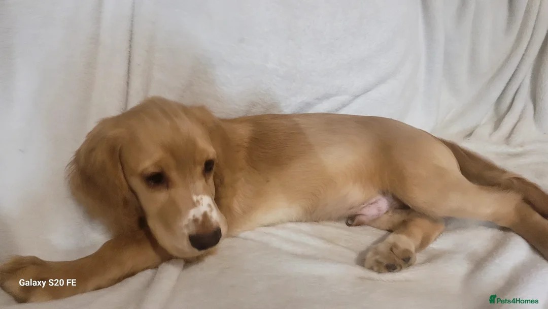 Cocker Spaniel dogs for sale: cocker spaniel puppies in Dover - Advert 7