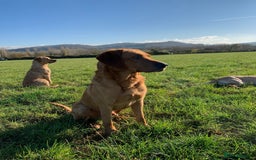 Labrador Retriever dogs for sale: Stunning KC Registered FoxRed/Black Labrador Pups  - Image 27