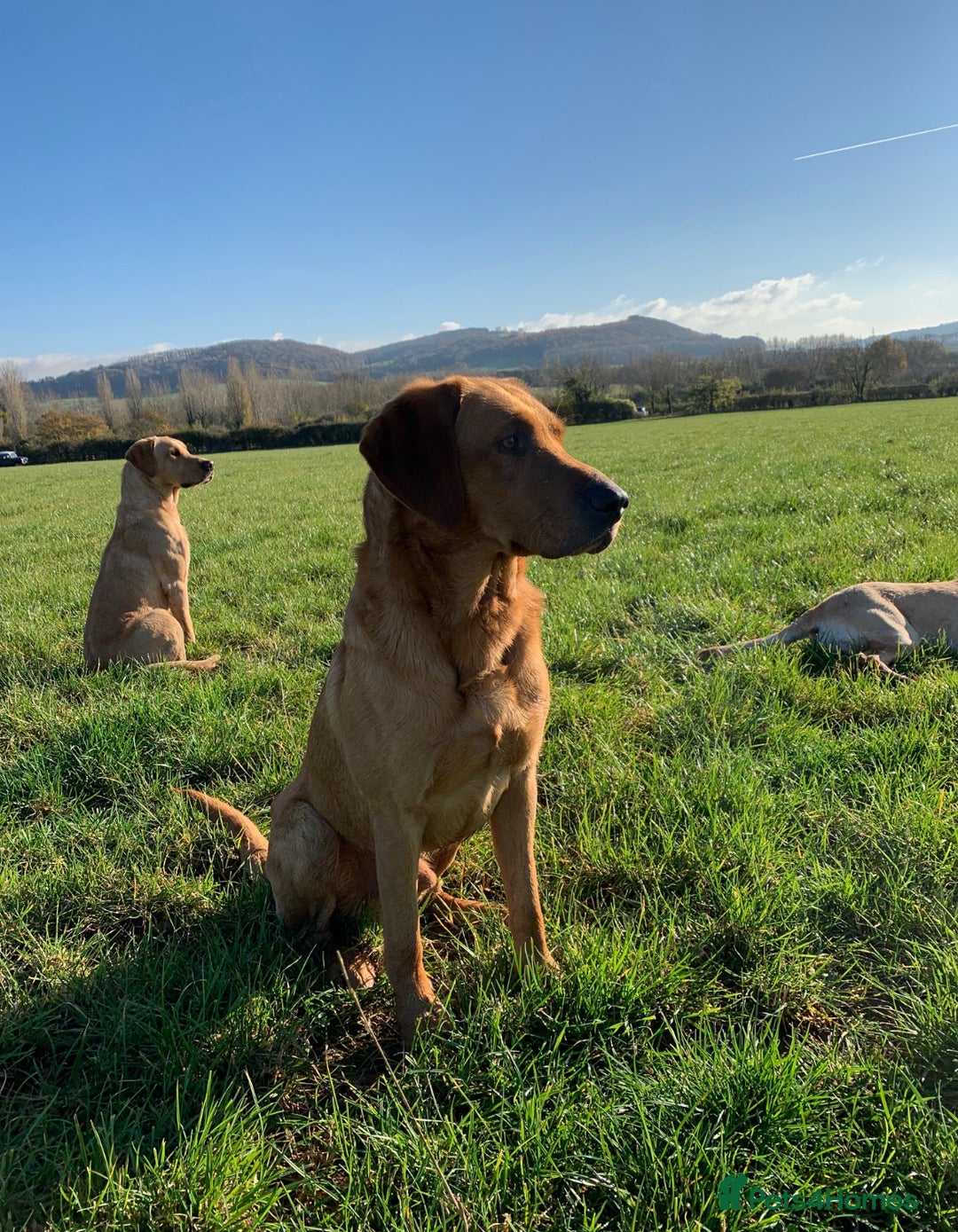 Labrador Retriever dogs for sale: Stunning KC Registered FoxRed/Black Labrador Pups  - Image 27